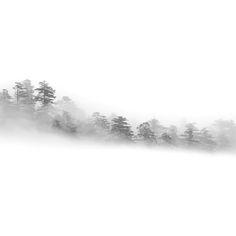 black and white photograph of trees in the fog