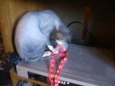 a cat that is sitting on top of a dvd player with a red ribbon around it's neck