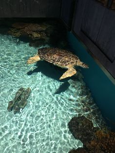 two green sea turtles swimming in the water