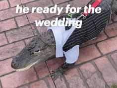 an alligator wearing a suit and tie with the words, he ready for the wedding