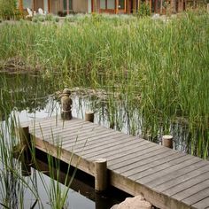 a wooden dock sitting in the middle of a lake next to tall grass and buildings