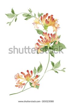 watercolor painting of flowers on white background