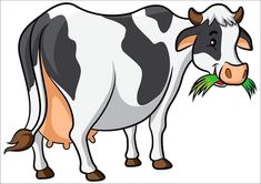 a black and white cow eating grass in its mouth