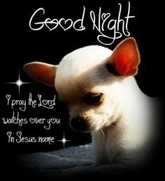 a small white dog sitting on top of a bed next to a quote that says good night