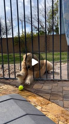 a dog laying on the ground behind a fence with a tennis ball in it's mouth