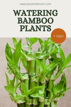 Read this article to find out the best tips and tricks for watering bamboo plants — when and how to water them, but also what type of water to use. Lucky Bamboo Care, Bamboo Plant Care, Growing Bamboo, Lucky Bamboo Plants, Bamboo In Pots, Bamboo Care, Lucky Plant, Plants Quotes, Bamboo Plant