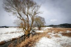 a stream running through a snow covered field next to a tree with no leaves on it