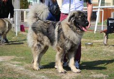 a large brown and black dog standing on top of a grass covered field next to people