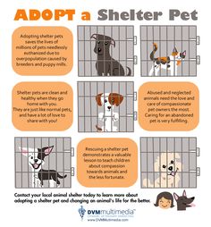 a poster with instructions on how to adopt a shelter dog in an animal cage, including the words adopt a shelter pet