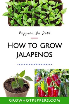 how to grow jalapenos in pots with text overlay that reads peppers and pots