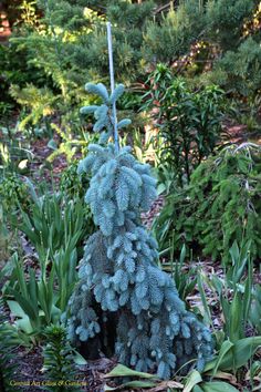 a very pretty blue tree in the middle of some plants