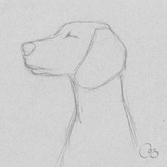 a pencil drawing of a dog's head