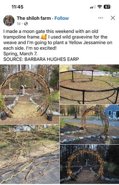 several pictures of different types of plants and trees in the yard, including an old trampoline frame