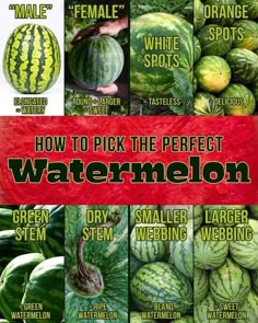 the facebook page for watermelon, which is being used to promote its products