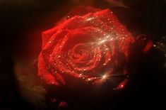 a red rose that is sitting in the dark with light shining on it's petals