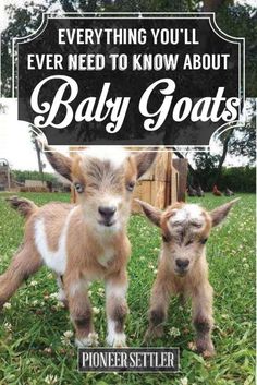 two baby goats standing next to each other in the grass