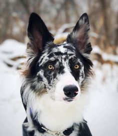 a black and white dog is looking at the camera in the snow with trees in the background