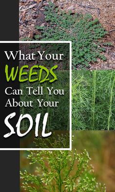 what your weeds can tell you about your soil