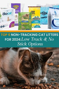 the top 6 non - tracking cat litters for 2020 low track and no stick options