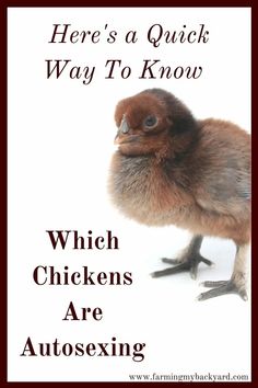 there's a quick way to know which chickens are autosewing and what they do