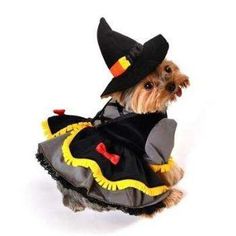 Scarecrow Witch Costume. Dog Witch Costume, Candy Corn Witch, Witch Dog, Puppy Costume, Pet Halloween Costumes, Designer Dog Clothes, Dog Boutique, Witch Costume