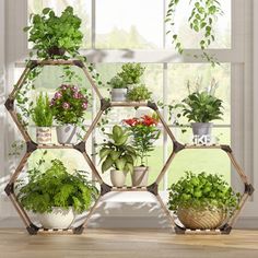 a bunch of plants that are in a hexagonal display case on a window sill