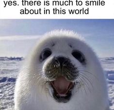 a seal with its mouth open in the snow