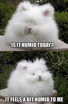 two white fluffy animals with caption that reads, is it humid today? it feels a bit humid to me