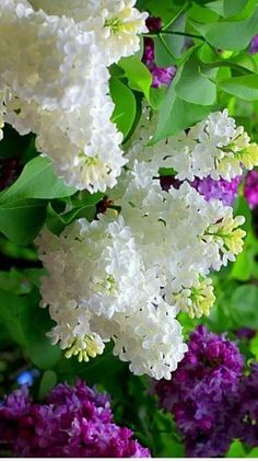 white and purple flowers with green leaves in the background