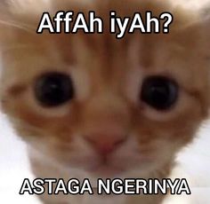 an orange cat with the caption affah iyah? astag negrina