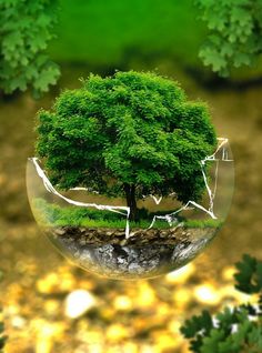 a glass ball with an image of a tree in it