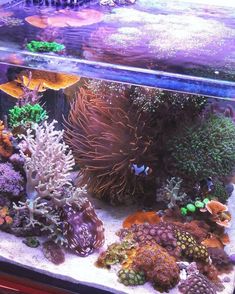 an aquarium filled with lots of different types of corals and seaweed in it