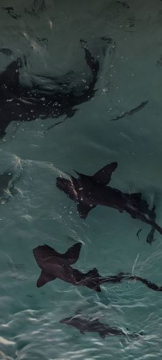 several sharks swimming in the water together