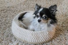 a small black and white dog sitting in a bed on the floor