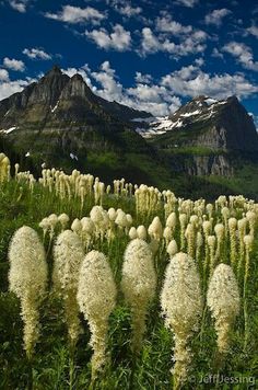 some very pretty white flowers in front of mountains with snow on the tops and clouds