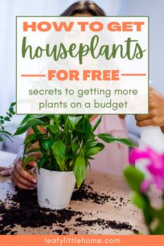 a woman holding a potted plant with the words how to get houseplants for free secrets to getting more plants on a budget