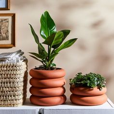 two potted plants sitting on top of a table next to a basket and framed pictures