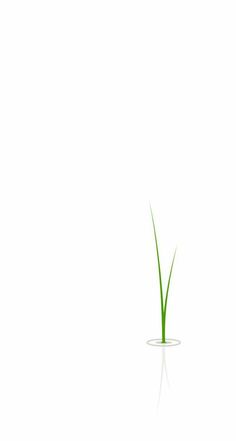 a single green plant in a small glass vase on a white surface with reflection from the floor