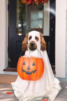 a dog sitting in a pumpkin bucket on the front porch with it's head sticking out