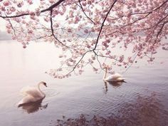 two swans are swimming in the water under pink flowers