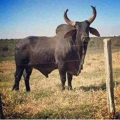 a bull with large horns standing in the grass behind a wire fence on a sunny day