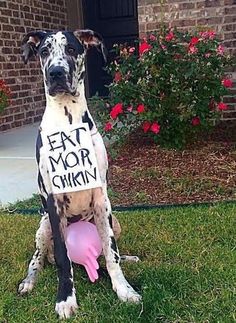 a dog sitting in the grass with a sign on it's back that says eat more chicken