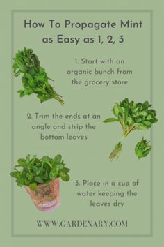 the instructions for how to propagate mint as easy as 1, 2, 3