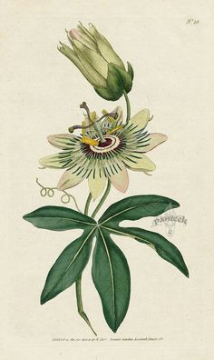 an illustration of a flower with green leaves