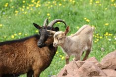 two goats standing next to each other on a lush green field