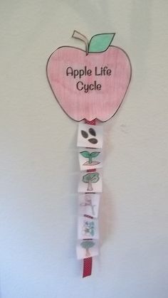 an apple life cycle hanging on the wall