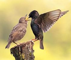 two birds standing on top of a tree stump with their wings spread open and beaks in each other's mouths