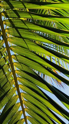 the top of a palm tree with bright green leaves