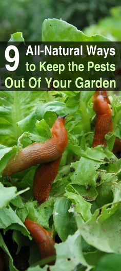 some red slugs are crawling in the green leaves and lettuce on the ground