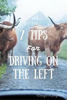 two bulls walking down a road with the words 7 tips for driving on the left